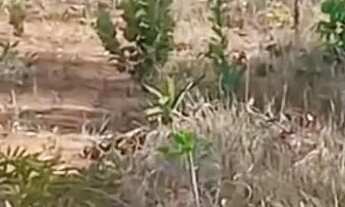 Imagem 2: Terreno 7. 000m2