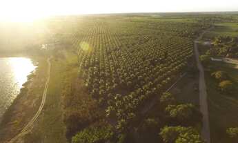 Imagem 3: Excelente Fazenda de coqueiros com 38 hectares de coqueiros plantado em produção
