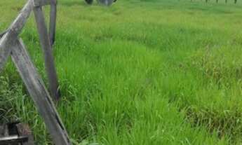 Imagem 2: Fazenda a venda Município de Brasnorte - MT