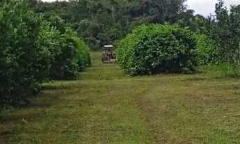Imagem 4: Fazenda 2.500 X 2.600 na AM 010 km 164 9.000.000