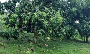 Imagem 6: Chácara próximo a palmas. Oportunidade de negócio!