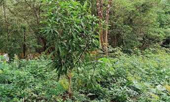 Imagem 2: Vendo terreno 20 x150 com rio passando no fundo 35.000,00