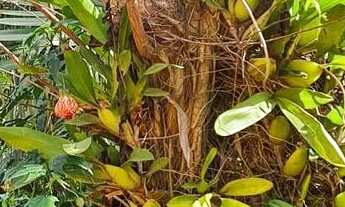 Imagem 3: Pandolfo Vende Sítio no Guaíba Country