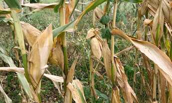 Imagem 2: Imóvel para venda tem 363000 metros quadrados em Centro - Graccho Cardoso - SE
