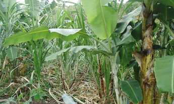 Imagem 6: Fazenda muito boa