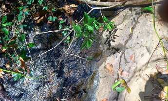 Imagem 7: Sítio para venda possui 11 Alqueires e meio em Zona Rural - Cocalzinho de Goiás - GO