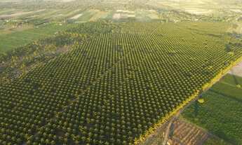 Imagem 2: Excelente Fazenda de coqueiros com 38 hectares de coqueiros plantado em produção