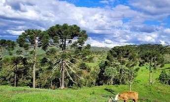 Imagem 2: Urubici/Sítio/Área Rural, para venda. Rio Rufino (SC)
