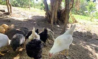 Imagem 7: Alugo suíte vista para o mar num pequeno sítio em Palmas