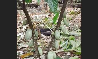 Imagem 3: Sítio a venda na lagoa azul