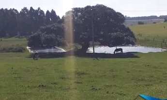 Imagem 4: Velleda oferece excelente fazenda, 175 hectares, para pecuária, Águas Claras, Viamão