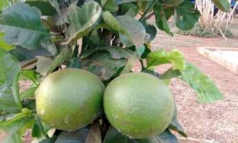 Imagem 2: Chácara em Bonfinópolis