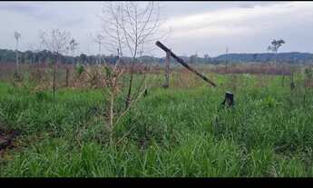 Imagem 2: Fazenda na br174 km185,zona rural de Presidente Figueiredo