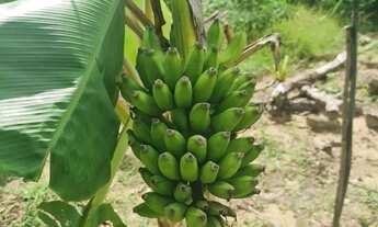 Imagem 7: Terras no sul da Bahia 20 hectares