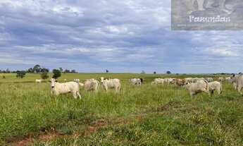 Imagem 2: ML FAZENDAS - FAZ 151 Fazenda em Cassilândia / MS 6.692,43 Hect