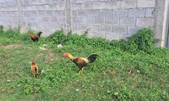 Imagem 3: Casa para venda possui 74 metros quadrados terreno 250, com 2 quartos