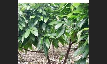 Imagem 2: Sítio a venda na lagoa azul