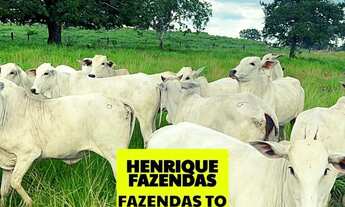 Imagem 7: Fazenda de cultura oportunidade região Paraíso Tocantins ....