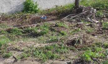 Imagem 3: Terreno em Carne de Vaca - Goiana/ PE