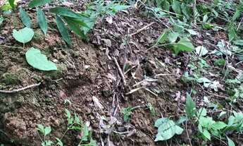 Imagem: Vendo lote bananal