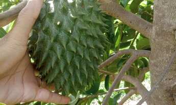 Imagem 6: Chácara em Bonfinópolis