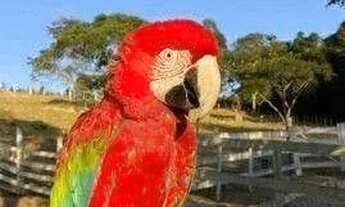 Imagem 6: Fazenda com à venda, 60000 m² por R$ 1.490.000