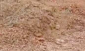 Imagem 5: Transfiro Lote Nova Amazonas 3