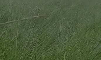 Imagem 3: Terreno em azurita