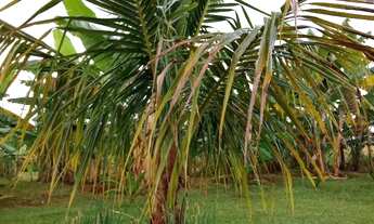 Imagem 4: Chácara em Bonfinópolis