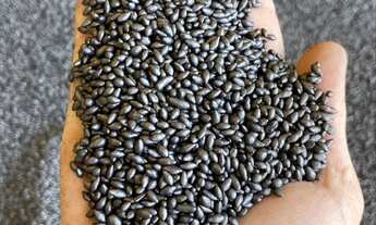 Imagem 3: SEMENTES PARA PASTAGENS faça seu orçamento