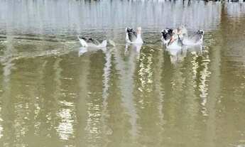 Imagem: São José dos Pinhais, Chácara, 4 dormitórios