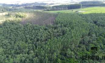 Imagem 4: Área de terra com 26,7ha e frente para o asfalto em Montenegro - 8 km do Centro