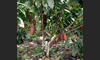 Imagem 2: Vendo Excelente Sitio Em Valença