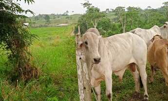 Imagem 4: Vendo ou troco uma Terra em Feijó