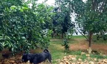 Imagem 5: 15 - Santa Martha