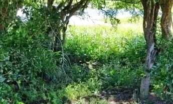 Imagem 4: Velleda oferece belo sítio de 5,2 hectares com açude em Boa Vista