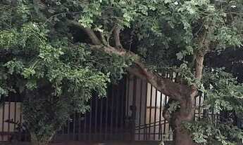 Imagem 7: CASA CIDADE BARÃO DE MELGAÇO-PANTANAL PERTO DO RIO CUIABÁ