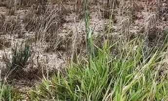 Imagem: Lote em Três Marias