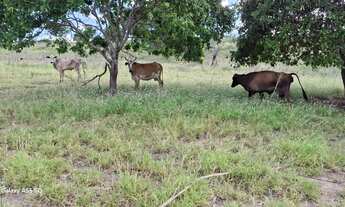 Imagem 7: Excelente fazenda de 650t, curral, poço, riacho, aguadas e muito capim buffel