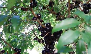 Imagem: Lindo Sítio