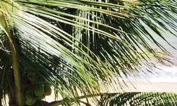 Imagem 4: Casa pé na areia em Tabuba