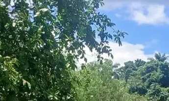 Imagem 7: Casas ,café mecanizados