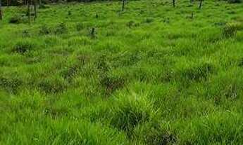 Imagem 5: Fazenda em Manoel urbano com 100 cabeça de gado