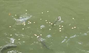 Imagem 5: Fazenda/Sítio/Chácara para venda tem 50000 metros quadrados com 6 quartos