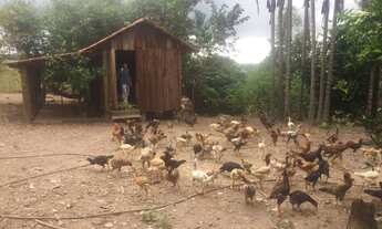 Imagem 5: Chácara em Avelinópolis