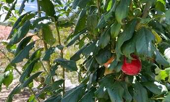 Imagem 3: Área Rural 9,5 hectares/ Imóvel Rural