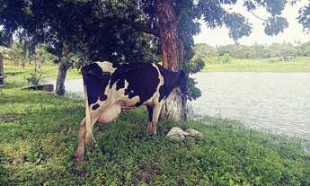 Imagem 5: Vendo Terreno Na Pindoretama Com 20 Hectares E Açude Dentro Vem Terreno Muito Bom. : Mate