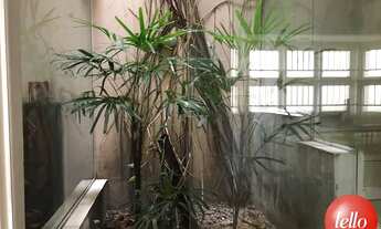 Imagem 3: São Paulo - Casa Padrão - Tatuapé