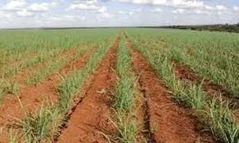 Imagem: 9 alq a 166 mil o alqueire