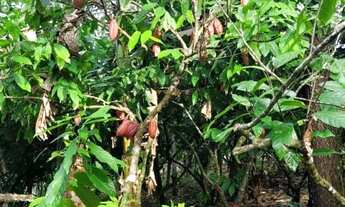 Imagem 5: Vendo excelente sítio em Valença Bahia